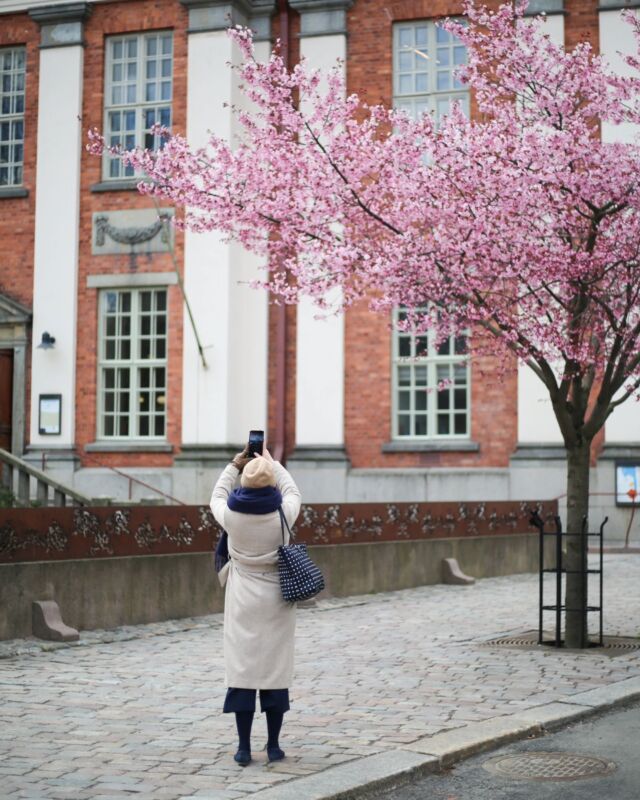 Viime vuonna kuvattiin @visitturku lle keväisiä Turku-kuvia ☀️Itse odotan niin kovasti sitä, että kaupunkikuva muuttuu taas vihreäksi! Ei enää kauaa. 😍 Tykkään niin paljon näistä Satun kirsikankukkakuvista. Huomasitko jo muuten @eatturku -julkaisun, jossa Satu vinkkaa missä pääset ihastelemaan upeita kirsikkapuita? 🌸@abocreatives Kuvia otettu myös @turkukauppatori markkinointiin #abocreatives #eatturku #turku #visitturku #valokuvaajaturku