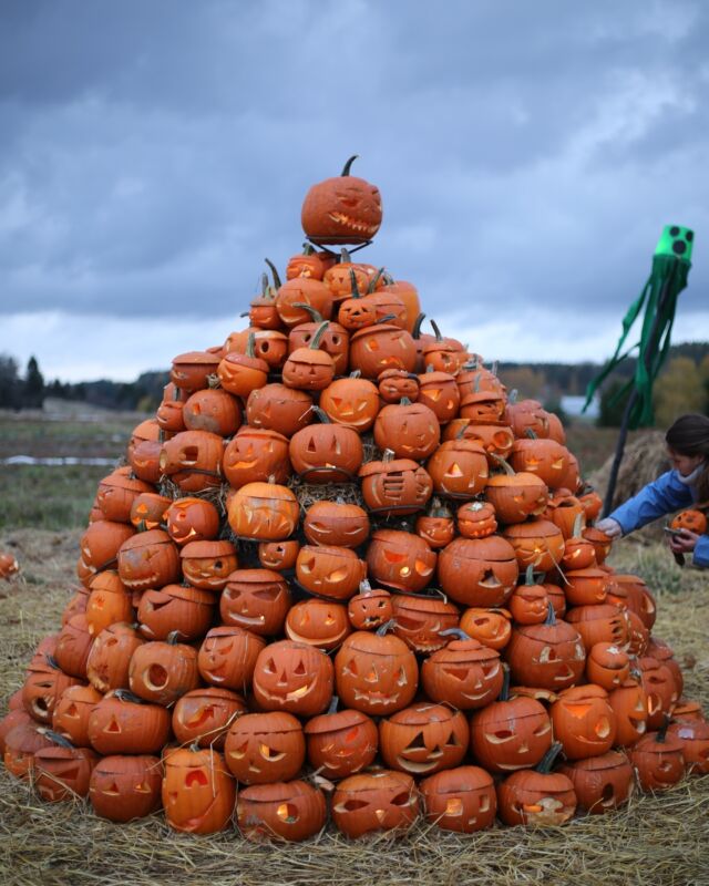 Rannikon Puutarhan Kurpitsapuisto avataan tämän viikon perjantaina 11.10.24 klo 18🎃🎃 Kurpitsapuiston kausi päättyy 27.10. klo 20 ilotulitukseen.🎃 Kaiverrettuja ja valaistuja kurpitsoja voi käydä katsomassa päivittäin klo 10-22 osoitteessa Vanha Turuntie 19, Halikko. Alueelle on vapaa pääsy.🎃 Tarjolla on myös monenlaista kurpitsaista ja herkullista syötävää.🎃 Salossa vietetään samaan aikaan tapahtuman ympärille kehitettyjä Kurpitsaviikkoja 11.-27.10.24.🎃Kannattaa kurkkia koko viikon ohjelma www.kurpitsaviikot.fi🎃@kurpitsaviikot@rannikonpuutarha@visitsalo